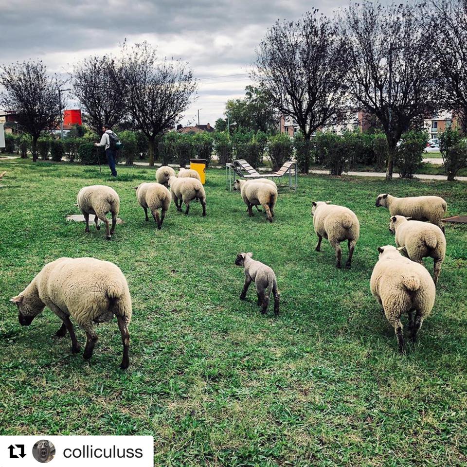 Le campus Porte des Alpes, une aire de pâturage pour les moutons de la Bergerie urbaine